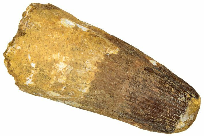 Fossil Spinosaurus Tooth - Real Dinosaur Tooth #294010